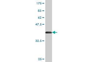 Western Blot detection against Immunogen (37.