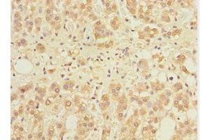Immunohistochemistry of paraffin-embedded human adrenal gland tissue using ABIN7153515 at dilution of 1:100