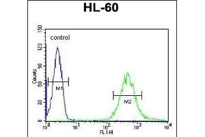 FUT6 Antibody (Center) (ABIN651118 and ABIN2840083) flow cytometric analysis of HL-60 cells (right histogram) compared to a negative control cell (left histogram). (FUT6 antibody  (AA 102-130))