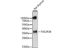Western blot analysis of extracts of rat thymus, using TR38 antibody (ABIN7270736) at 1:1000 dilution. (TAS2R38 antibody  (AA 150-250))