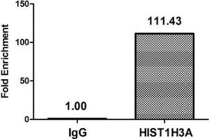 Chromatin Immunoprecipitation Hela (4*10 6 , treated with 30 mM sodium butyrate for 4h) were treated with Micrococcal Nuclease, sonicated, and immunoprecipitated with 5 μg anti-HIST1H3A (ABIN7139182) or a control normal rabbit IgG. (HIST1H3A antibody  (acLys4))