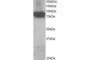 ABIN184775 staining (0. (JUP antibody  (C-Term))