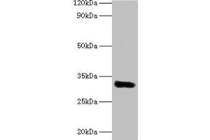 Western blot All lanes: EEF1D antibody at 2 μg/mL + MCF-7 whole cell lysate Secondary Goat polyclonal to rabbit lgG at 1/15000 dilution Predicted band size: 32, 72, 29, 30 kDa Observed band size: 32 kDa (EEF1D antibody  (AA 2-281))