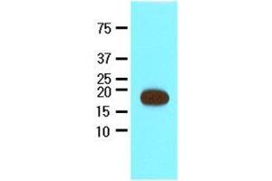 Recombinant Streptavidin protein (17kDa) were resolved by SDS-PAGE, transferred to nitrocellulose membrane and probed with anti-Streptavidin (1:2000). (Streptavidin antibody  (AA 25-183))