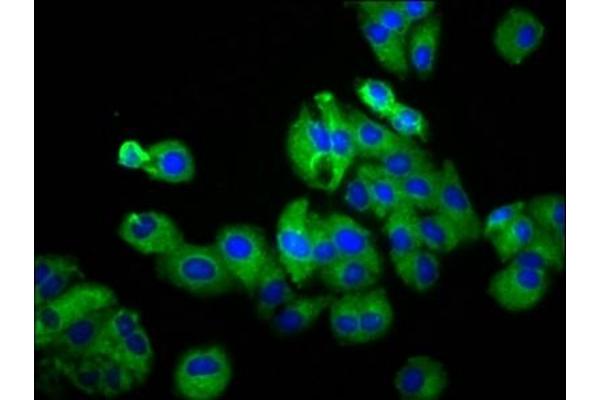 UGT2B7 antibody  (AA 237-382)