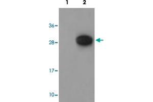 Western blot analysis of Lane 1: antigen-specific peptide treated 3T3 cells, Lane 2: 3T3 cells with GAB2 (phospho Y643) polyclonal antibody  at 1:500-1000 dilution. (GAB2 antibody  (pTyr643))