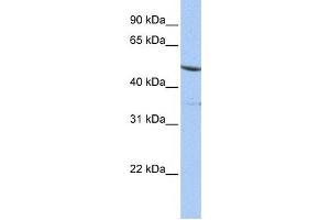Western Blotting (WB) image for anti-Interferon Related Developmental Regulator 1 (IFRD1) antibody (ABIN2459777) (IFRD1 antibody)
