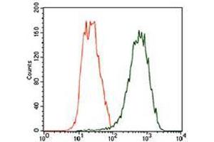 Flow cytometric analysis of Hela cells using TUBB2A mouse mAb (green) and negative control (red). (TUBB2A antibody  (AA 25-187))