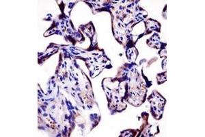 Immunohistochemistry analysis in formalin fixed and paraffin embedded human placenta tissue reacted with AP52299PU-N, which was peroxidase conjugated to the secondary antibody and followed by DAB staining. (KCNA2 antibody  (C-Term))