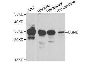 Western blot analysis of extracts of various cell lines, using BSND antibody. (BSND antibody  (AA 54-320))