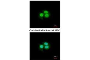 ICC/IF Image Immunofluorescence analysis of paraformaldehyde-fixed A549, using MSI1, antibody at 1:200 dilution. (MSI1 antibody  (Center))