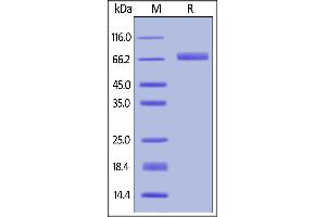 Biotinylated Human B7-H3 (4Ig), His,Avitag on  under reducing (R) condition. (B7-H3 (4Ig) (AA 27-461) (Active) protein (His tag,AVI tag,Biotin))