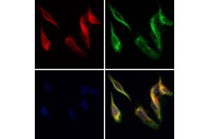 CRISP3 Antibody staining Hela cells by IF/ICC.