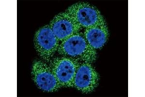Immunofluorescence (IF) image for anti-Discoidin Domain Receptor tyrosine Kinase 1 (DDR1) (AA 299-330) antibody (ABIN3030734)