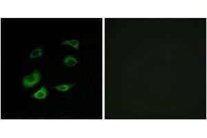 Immunofluorescence analysis of HepG2 cells, using Cyclosome 1 Antibody. (APC1 antibody  (AA 1311-1360))