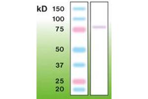 Image no. 1 for anti-Protein Kinase C, gamma (PRKCG) antibody (ABIN6756689) (PKC gamma antibody)