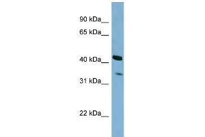 WB Suggested Anti-PEX26 Antibody Titration: 0. (PEX26 antibody  (N-Term))