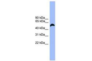 Image no. 1 for anti-Macrophage Receptor with Collagenous Structure (MARCO) (AA 370-419) antibody (ABIN6745415) (MARCO antibody  (AA 370-419))