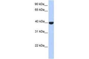 Western Blotting (WB) image for anti-ELK1, Member of ETS Oncogene Family (ELK1) antibody (ABIN2460195) (ELK1 antibody)