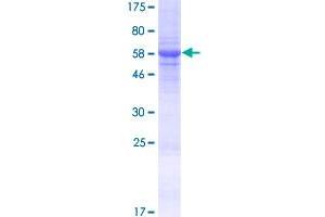 GATS Protein-Like 3 (GATSL3) (AA 1-329) protein (GST tag)