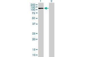 Western Blot analysis of SLC4A1AP expression in transfected 293T cell line by SLC4A1AP MaxPab polyclonal antibody. (NADAP antibody  (AA 1-796))