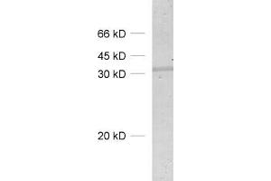 dilution: 1 : 500, sample: lung homogenate (SDCBP antibody)