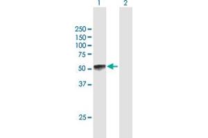 Western Blot analysis of KLF15 expression in transfected 293T cell line by KLF15 MaxPab polyclonal antibody. (KLF15 antibody  (AA 1-416))
