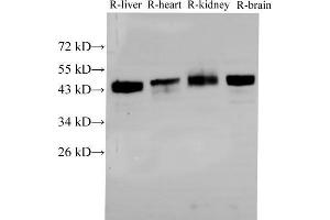 Western Blot analysis of Rat liver, Rat heart,Rat kidney and Rat brain using BSG Polyclonal Antibody at dilution of 1:2000 (CD147 antibody)