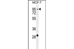 PTCHD3 Antibody (C-term) (ABIN655356 and ABIN2844915) western blot analysis in MCF-7 cell line lysates (35 μg/lane). (PTCHD3 antibody  (C-Term))