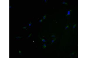 OR5H6 antibody  (AA 277-292)
