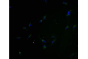 Immunofluorescence staining of Hela cells with ABIN7162187 at 1:100, counter-stained with DAPI. (OR5H6 antibody  (AA 277-292))