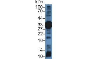 Western Blot; Sample: Rat Pancreas lysate; Primary Ab: 2µg/mL Rabbit Anti-Mouse ELA4 Antibody Second Ab: 0. (Elastase 4 antibody  (AA 30-268))
