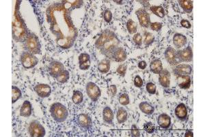 Immunoperoxidase of monoclonal antibody to C21orf33 on formalin-fixed paraffin-embedded human small Intestine. (C21orf33 antibody  (AA 188-268))