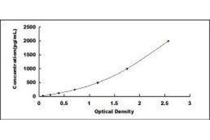 Extracellular Matrix Protein 1 (ECM1) ELISA Kit
