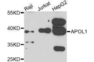 Western blot analysis of extracts of various cells, using APOL1 antibody. (APOL1 antibody)