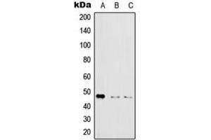 Western blot analysis of IKK gamma (pS31) expression in HeLa LPS-treated (A), Raw264. (IKBKG antibody  (N-Term, pSer31))