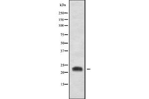 Western blot analysis of CD300LB using HT-29 whole cell lysates (CD300LB antibody  (C-Term))