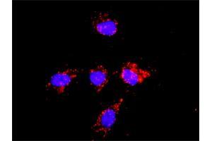 Proximity Ligation Analysis of protein-protein interactions between BACE1 and CSNK1D. (BACE1 antibody  (AA 1-476))