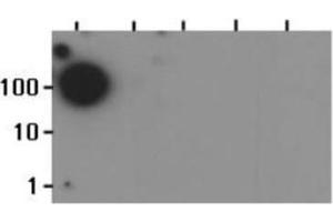 Dot Blot of Rabbit Histone H3 [Monomethyl Lys37] Antibody. (Histone 3 antibody  (H3K37me))