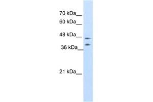 Western Blotting (WB) image for anti-Basic Leucine Zipper Nuclear Factor 1 (BLZF1) antibody (ABIN2461703) (BLZF1 antibody)
