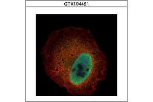 ICC/IF Image Confocal immunofluorescence analysis (Olympus FV10i) of paraformaldehyde-fixed U2OS, using Kallikrein 6, antibody (Green) at 1:500 dilution. (Kallikrein 6 antibody)