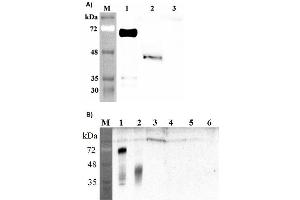 Western blot analysis of human DLK1 using anti-DLK1 (human), pAb  at 1: 2,000 dilution.