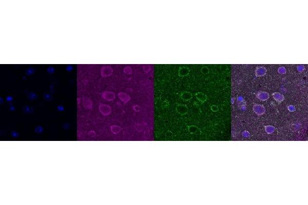 ATP5A1 antibody
