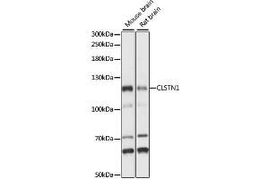 Western blot analysis of extracts of various cell lines, using CLSTN1 antibody (ABIN6292389) at 1:1000 dilution.