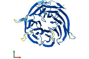 Protein Structure (PS) image for WD Repeat Domain 54 (WDR54) (AA 1-334) protein (His tag) (ABIN7545166)