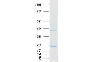 Validation with Western Blot (FAM96A Protein (Transcript Variant 1) (Myc-DYKDDDDK Tag))