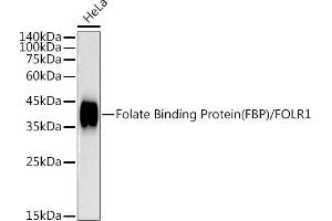 Western blot analysis of extracts of HeLa cells, using Folate Binding Protein(FBP) / FOLR1 antibody (ABIN7267223) at 1:1000 dilution. (FOLR1 antibody)