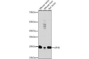 Western blot analysis of extracts of various cell lines, using eIF4E antibody (ABIN7267048) at 1:1000 dilution. (EIF4E antibody)