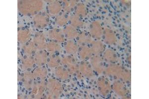 IHC-P analysis of Mouse Tissue, with DAB staining. (IL-34 antibody  (AA 21-235))