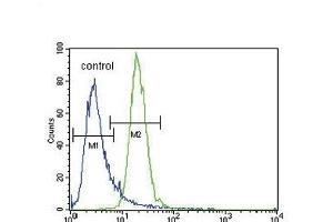 PRK (Thr172) Antibody (Center) (ABIN654800 and ABIN2844475) flow cytometric analysis of K562 cells (right histogram) compared to a negative control cell (left histogram). (PRKAA2 antibody  (Thr172))